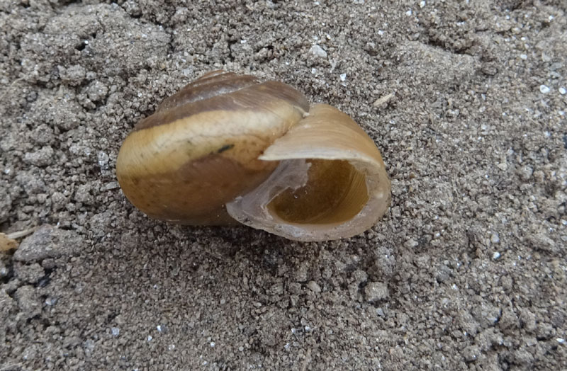 Euomphalia strigella o Monachoides incarnatus ?...Euomphalia